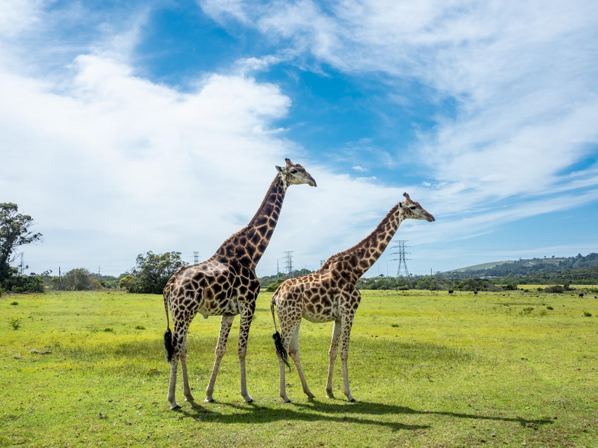 Kragga Kamma Game Reserve