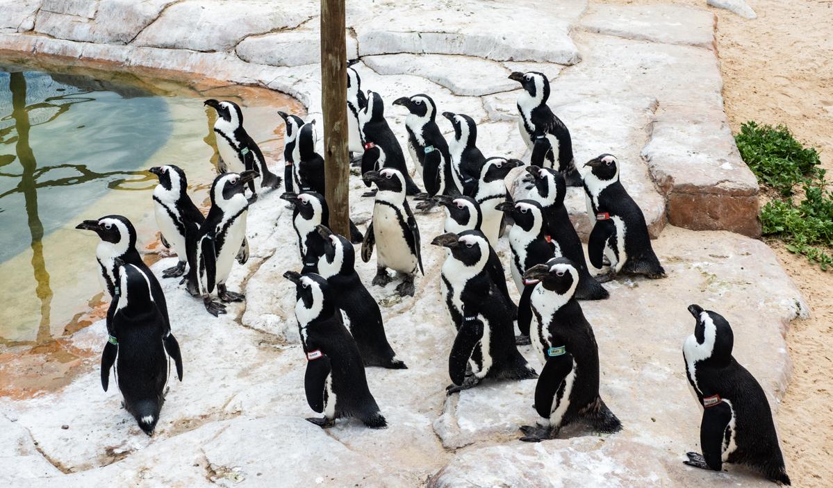 Penguin Rescue Station